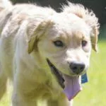 Close-up-Cooper