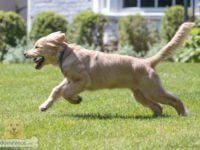 cooper-madison-06-200x150